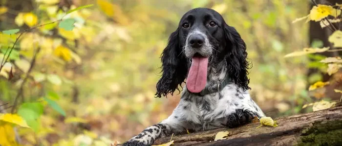 happy dog outside with tongue out