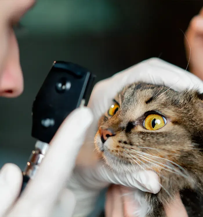 vet looking in cats eyes