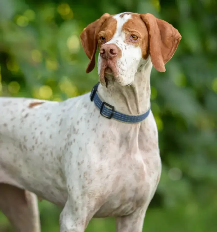 dog with collar outside