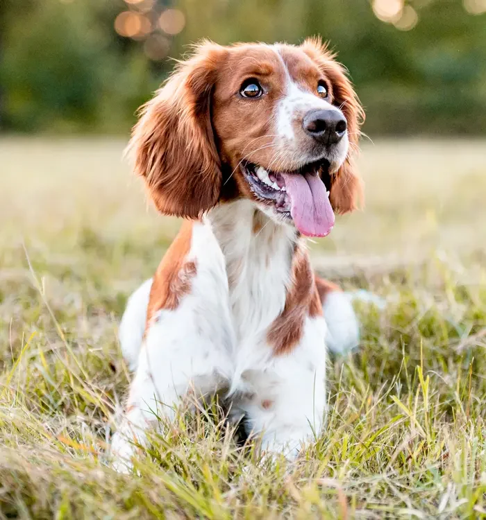 dog laid on grass with tongue out