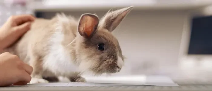 rabbit at vets having consultation