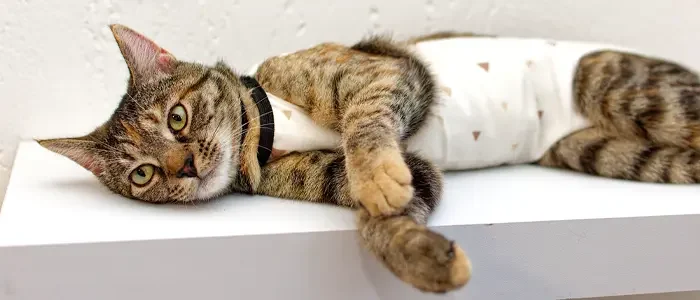 cat after neutering surgery