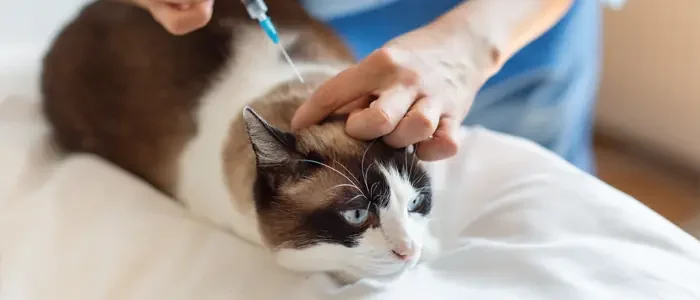 cat getting vaccinated at nova vets