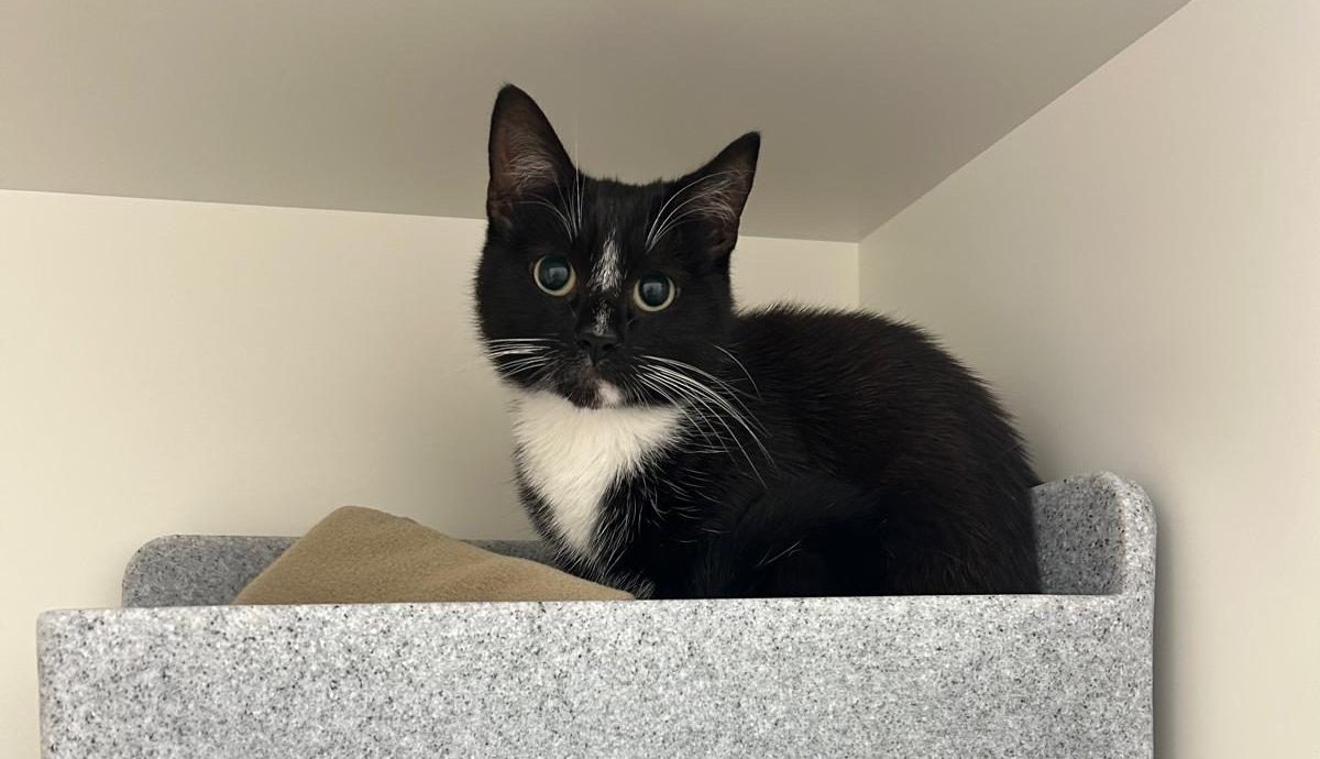 Cat Friendly Clinic at SILVER status at Nova Vets!