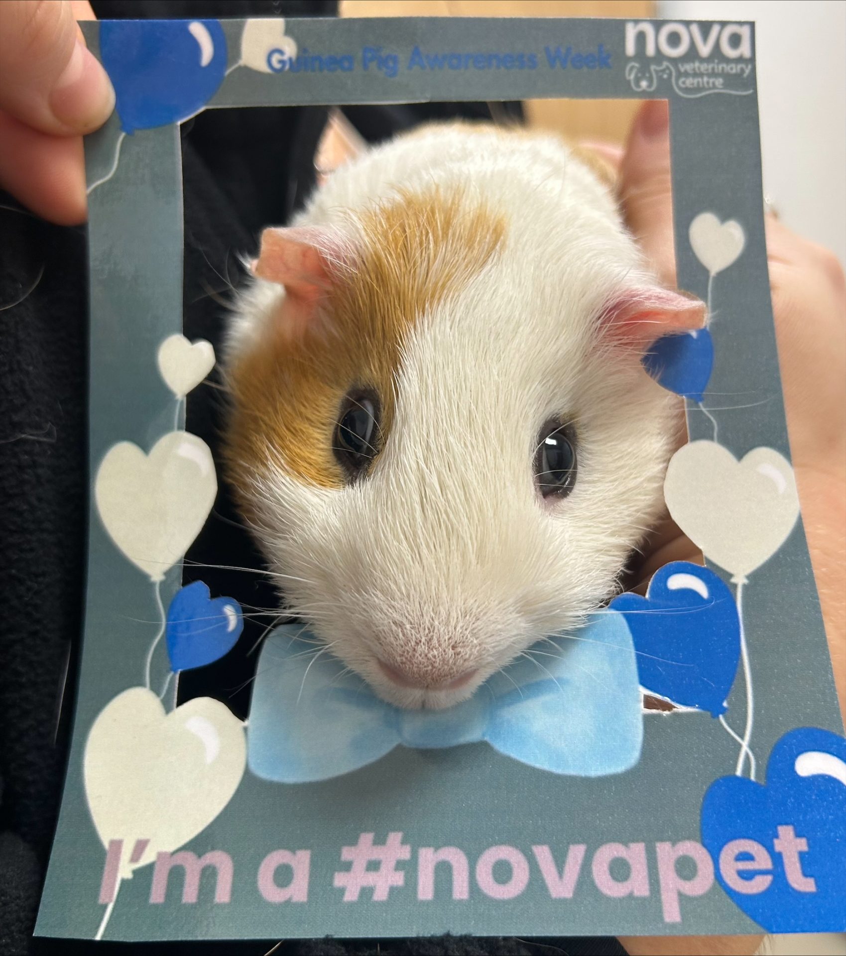 Celebrating Guinea Pig Awareness Week at Nova vets!
